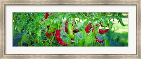 Framed Santa Fe Grande Hot Peppers on bush Print