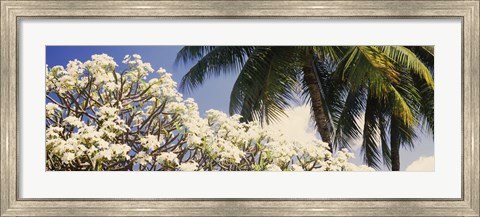 Framed Low angle view of trees, Hawaii, USA Print