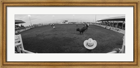 Framed Cowboy riding bull at rodeo arena, Pecos, Texas, USA Print