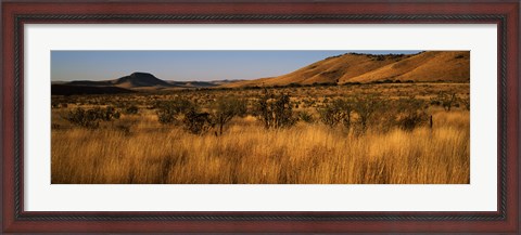 Framed Dry grass on a landscape, Texas, USA Print