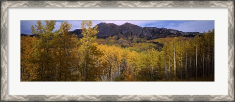 Framed Trees in autumn, Colorado Print