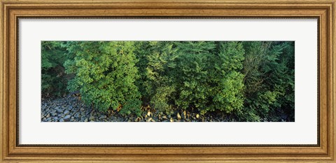 Framed High angle view of trees, High Force, River Tees, County Durham, England Print