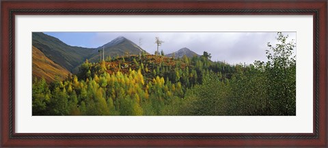 Framed Trees on a mountain, Five Sisters of Kintail, Glen Shiel, Highland Region, Scotland Print
