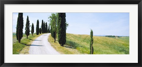 Framed Cypress trees along farm road, Tuscany, Italy Print
