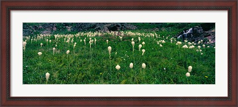 Framed Beargrass (Xerophyllum tenax) on a landscape, US Glacier National Park, Montana Print