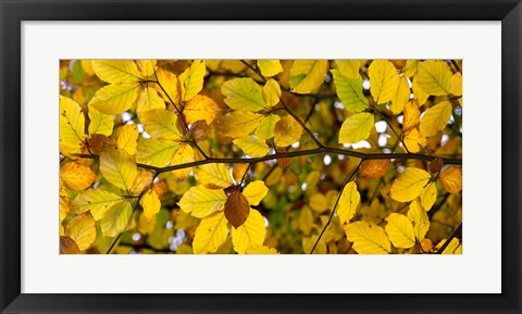 Framed Detail of autumn leaves, Baden-Wurttemberg, Germany Print