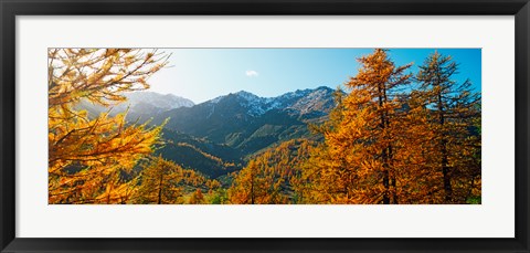 Framed Larch trees in autumn at Simplon Pass, Valais Canton, Switzerland Print