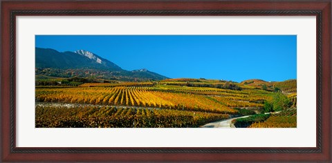 Framed Vineyards in autumn, Valais Canton, Switzerland Print