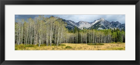 Framed Aspen trees with mountains in the background, Bow Valley Parkway, Banff National Park, Alberta, Canada Print