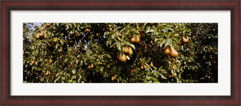 Framed Close Up of Pear trees in an orchard, Hood River, Oregon Print