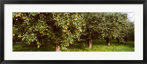 Framed Pear trees in an orchard, Hood River, Oregon Print