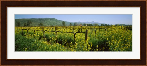 Framed Wild mustard in a vineyard, Napa Valley, California Print