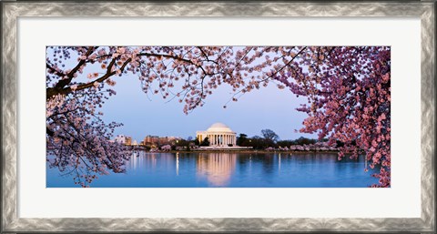 Framed Cherry Blossom tree with a memorial in the background, Jefferson Memorial, Washington DC, USA Print