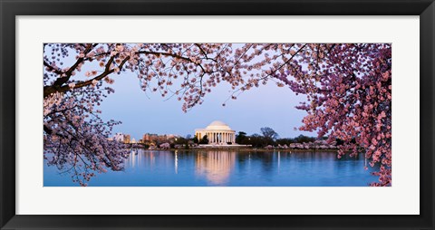 Framed Cherry Blossom tree with a memorial in the background, Jefferson Memorial, Washington DC, USA Print