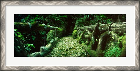 Framed Wooden bridge in the subtropical forest, Parque Lage, Jardim Botanico, Corcovado, Rio de Janeiro, Brazil Print