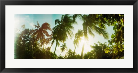Framed Sunlight shining through the palm trees, Morro De Sao Paulo, Tinhare, Cairu, Bahia, Brazil Print