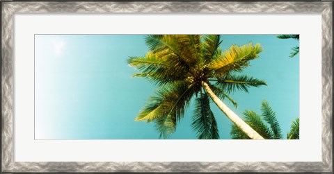 Framed Low angle view of palm tree, Morro De Sao Paulo, Tinhare, Cairu, Bahia, Brazil Print