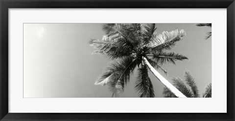 Framed Low angle view of palm trees, Morro De Sao Paulo, Tinhare, Cairu, Bahia, Brazil Print
