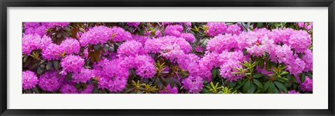 Framed Hydrangeas flowers, Union Township, Union County, New Jersey, USA Print