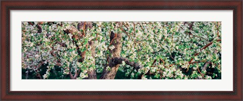 Framed Apple blossom flowers, Quebec, Canada Print
