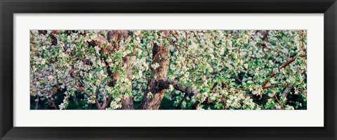 Framed Apple blossom flowers, Quebec, Canada Print