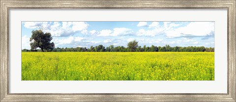 Framed Crop in a field, Saint-Blaise-sur-Richelieu, Quebec, Canada Print