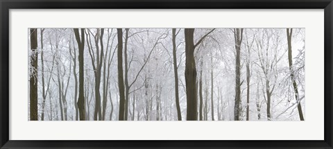 Framed Snow covered trees in a forest, Wotton, Gloucester, Gloucestershire, England Print