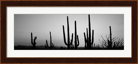 Framed Black and White Silhouette of Saguaro cacti, Saguaro National Park, Arizona Print