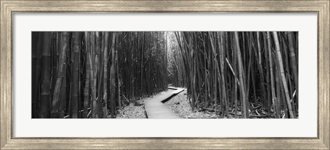Framed Bamboo forest in black and white, Oheo Gulch, Seven Sacred Pools, Hana, Maui, Hawaii, USA Print