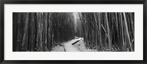 Framed Bamboo forest in black and white, Oheo Gulch, Seven Sacred Pools, Hana, Maui, Hawaii, USA Print