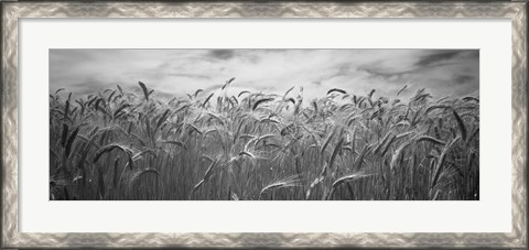 Framed Wheat crop growing in a field, Palouse Country, Washington State (black and white) Print