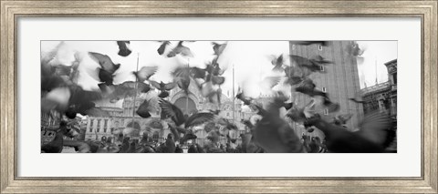 Framed Low angle view of a flock of pigeons, St. Mark&#39;s Square, Venice, Italy Print