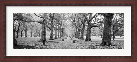 Framed Trees along a footpath in a park, Green Park, London, England (black and white) Print