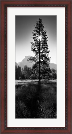 Framed Sun Behind Pine Tree, Half Dome, Yosemite Valley, California, USA Print
