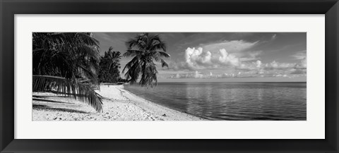 Framed Palm trees on the beach, Matira Beach, Bora Bora, French Polynesia Print