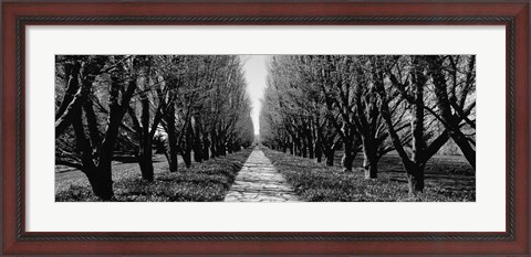Framed Trees along a walkway in black and white, Niagara Falls, Ontario, Canada Print