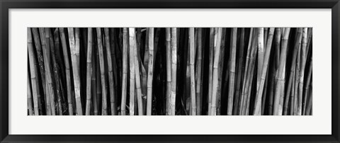Framed Bamboo trees in a botanical garden, Kanapaha Botanical Gardens, Gainesville, Alachua County, Florida (black and white) Print