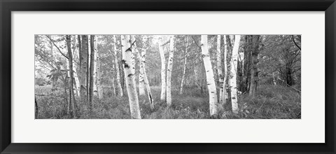 Framed Birch trees in a forest, Acadia National Park, Hancock County, Maine (black and white) Print