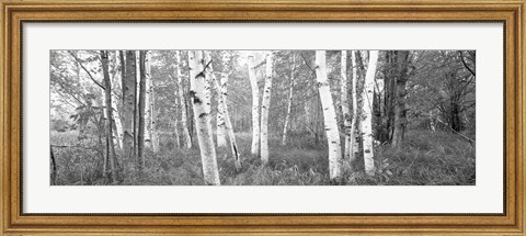 Framed Birch trees in a forest, Acadia National Park, Hancock County, Maine (black and white) Print