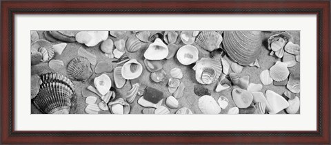 Framed High angle view of seashells Print