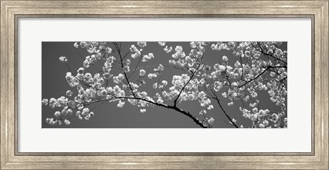 Framed Cherry Blossoms Washington DC (black and white) Print
