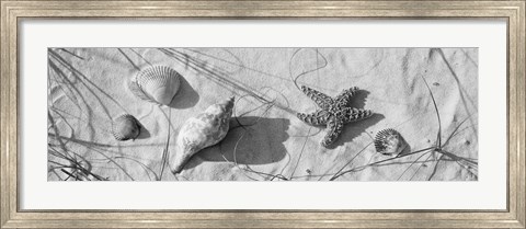 Framed Close-up of a starfish and seashells on the beach, Dauphin Island, Alabama, USA Print