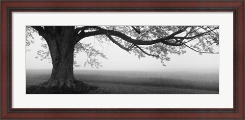 Framed Tree in a farm, Knox Farm State Park, East Aurora, New York State, USA Print