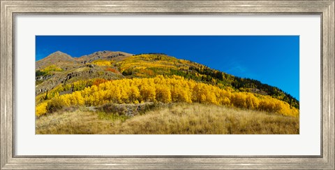 Framed Aspen trees on mountain, Alpine Loop Scenic Backway, San Juan National Forest, Colorado, USA Print