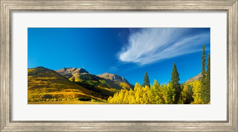 Framed Aspen trees on a mountain, Mt Hayden, Uncompahgre National Forest, Colorado, USA Print