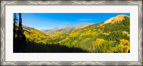 Framed Aspen trees on a mountain, Red Mountain, San Juan National Forest, Colorado, USA Print