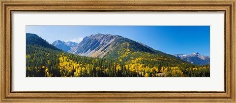 Framed Aspen trees on mountain, Little Giant Peak, King Solomon Mountain, San Juan National Forest, Colorado, USA Print
