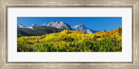 Framed Aspen trees with mountains in the background, Uncompahgre National Forest, Colorado Print