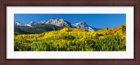 Framed Aspen trees with mountains in the background, Uncompahgre National Forest, Colorado Print
