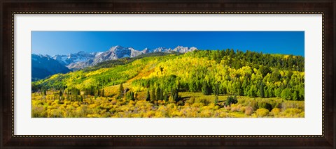 Framed Aspen trees on mountains, Uncompahgre National Forest, Colorado Print